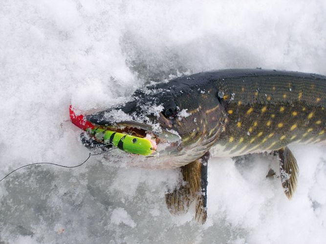 Как сделать жерлицу на щуку для зимней рыбалки своими руками: подробная инструкция