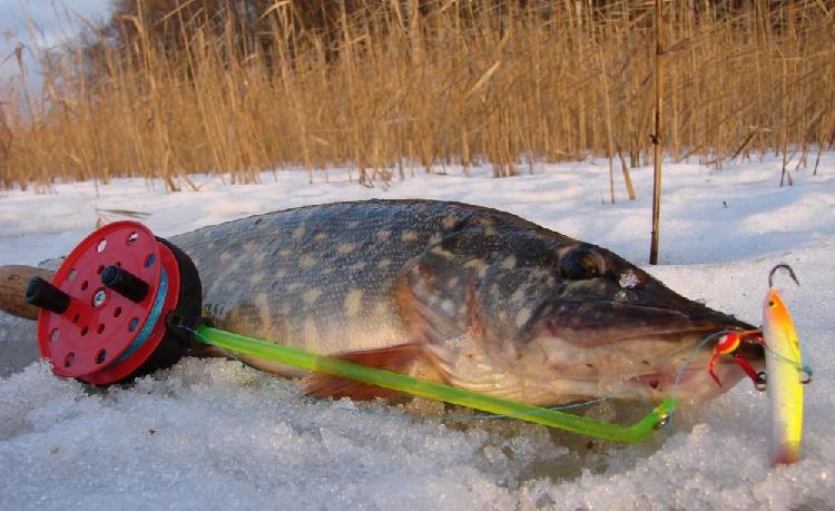 Зимняя рыбалка на балансир: как выбрать уловистые, как ловить и подготовить удочки