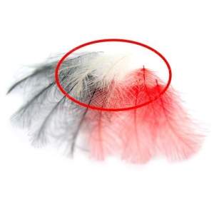 Перья утки CDC Hends фотография