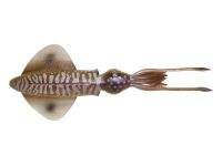 приманка кальмар Cuttlefish Фотографія