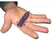 Силикон Fanatik Larva 4.5" фотография