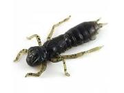 Силікон Fishup Dragonfly 0.75" 043-Watermelon Brown/Black 12шт Фотографія