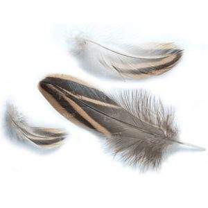 Пір'я дикої качки Strike Mallard Duck Hen - Природні (натуральні) Фотографія