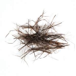 Ніжки з борідок пера фазана Daddy Legs Фотографія