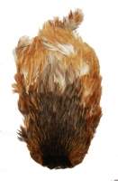 Скальп курки Hends Hen Capes CH-14 Фотографія