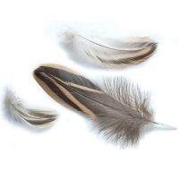 Перья дикой утки Strike Mallard Duck Hen - Natural (натуральные) фотография