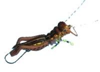 Воблер-коник Grasshopper Brown VB04 Фотографія