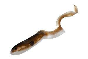 Силікон Savage Gear LB 3D Real Eel Фотографія