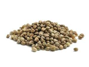 Насіння конопель Rocket Baits 0.8 кг Фотографія