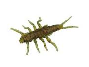 Силикон Fishup Stonefly 0.75" 019-Motor Oil Red 12шт фотография