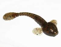 Силикон Fanatik Goby 2.0" 006 (9шт) фотография