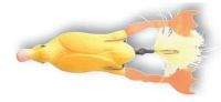Воблер Savage Gear 3D Hollow Duckling weedless 100F 40г 03-Yellow  фотография