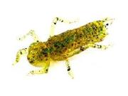 Силікон Fishup Dragonfly 0.75" 036-Flo Caramel/Green-Black 12шт Фотографія