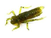 Силікон Fishup Dragonfly 0.75" 074-Flo Green Pumpkin Seed 12шт Фотографія