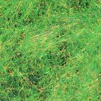 Даббинг Sybai Fine Flash -Gold Olive Фотографія