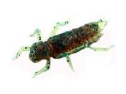 Силікон Fishup Dragonfly 0.75" 017-Motor Oil Pp 12шт Фотографія