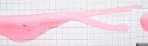 Rozemeijer Baby Octo Tail 11см 1шт #Pink Panter Фотографія