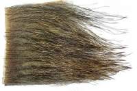 Мех дикого кабана  Фотографія