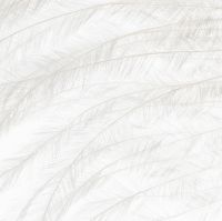 Бородки пера страуса белые Фотографія №1