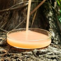 Фермент кальмара Grandcarp 250мл Фотографія №1