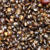 Конопля 3KBaits распаренная фотография №1