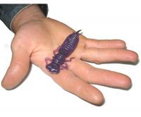 Силікон Fanatik Larva 4.5" Фотографія №1