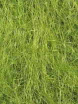 Даббинг Sybai SLF Olive фото