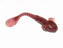 Силикон Fanatik Goby 2.0" 021 (9шт) - фото