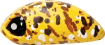 Воблер Lucky John Haira Tiny Shallow Pilot 33F HAT33F-506 фото