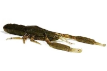 Силикон Megabass Honjikomi It-srimp 5.0" фото