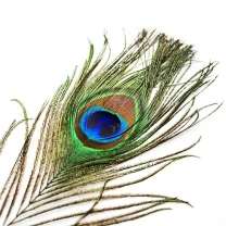 Перо павлина Strike Peacock Herle - Natural фото
