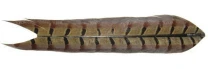 Перья фазана Hends Pheasant Tail PT-01 фото