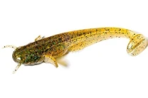 Силикон Fishup Catfish 2.0" 036-Caramel-Green Black 10шт - фото