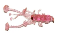 Силикон Redman Krawik 1.5" UV Фиолет 10шт фото