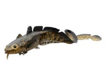 Силікон Savage Gear 3D Burbot Shallow фото