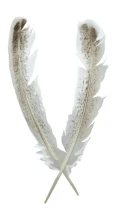 Перо индюка маховое Strike Mottled Turkey Quills White фото