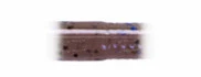 Vein U30 3,8" 10шт. #145  CINNAMON/BLACK・BLUE - фото