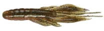 Jackall Waver Srimp 2.8" Green Pumrkin/Natural фото