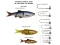 Силикон Savage Gear 3D LB Roach Swim n Jerk - фото 2