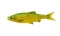 Силикон Savage Gear 3D LB Roach Swim n Jerk - фото 1