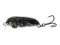 Воблер Azura Bug crank 36F GNR044 - фото 1