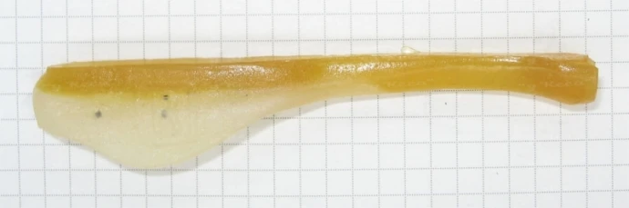 Rozemeijer Baby Cone Tail 11см 1шт #Crawfish фото