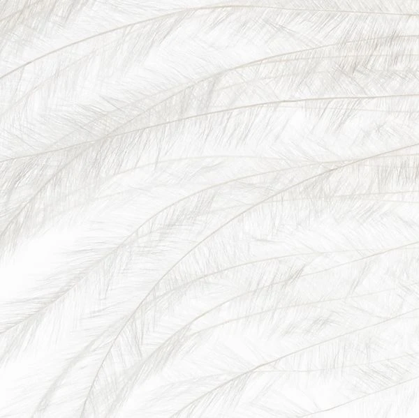 Бородки пера страуса Strike Ostrich Feathers - White фото