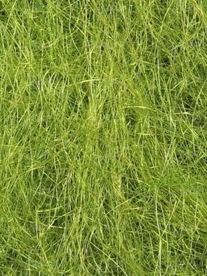 Даббинг Sybai SLF Olive фото