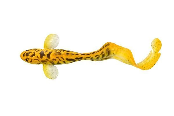 Силикон Savage Gear 3D Burbot 250мм FS-02-Golden Albino фото