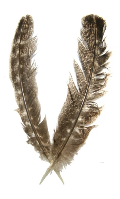 Перо индюка маховое Strike Mottled Turkey Quills Grizzly фото