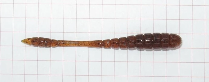 Tsunekichi Worm 2" 15шт #C-99 фото