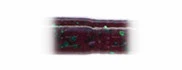 Vein U30 3,8" 10шт. #156 JUNEBUG/GREEN фото
